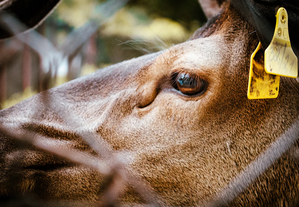 Introduction to RFID Technology in Animal Research